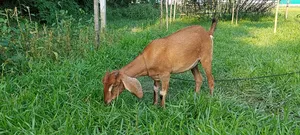 Brown Bengal Goat (16 kg weight)