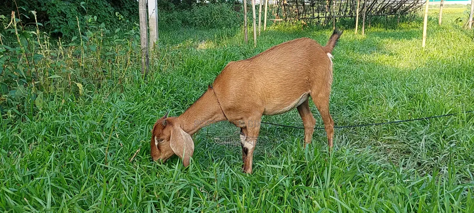 ব্রাউন বেঙ্গল ছাগী(১৬ কেজি ওজনের)