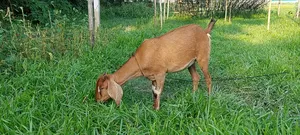 ব্রাউন বেঙ্গল ছাগী(১৬ কেজি ওজনের)