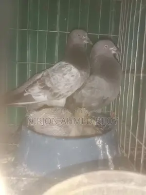 একজোড়া বাঘা দুটো বাচ্চা সহ বিক্রি করা হবে