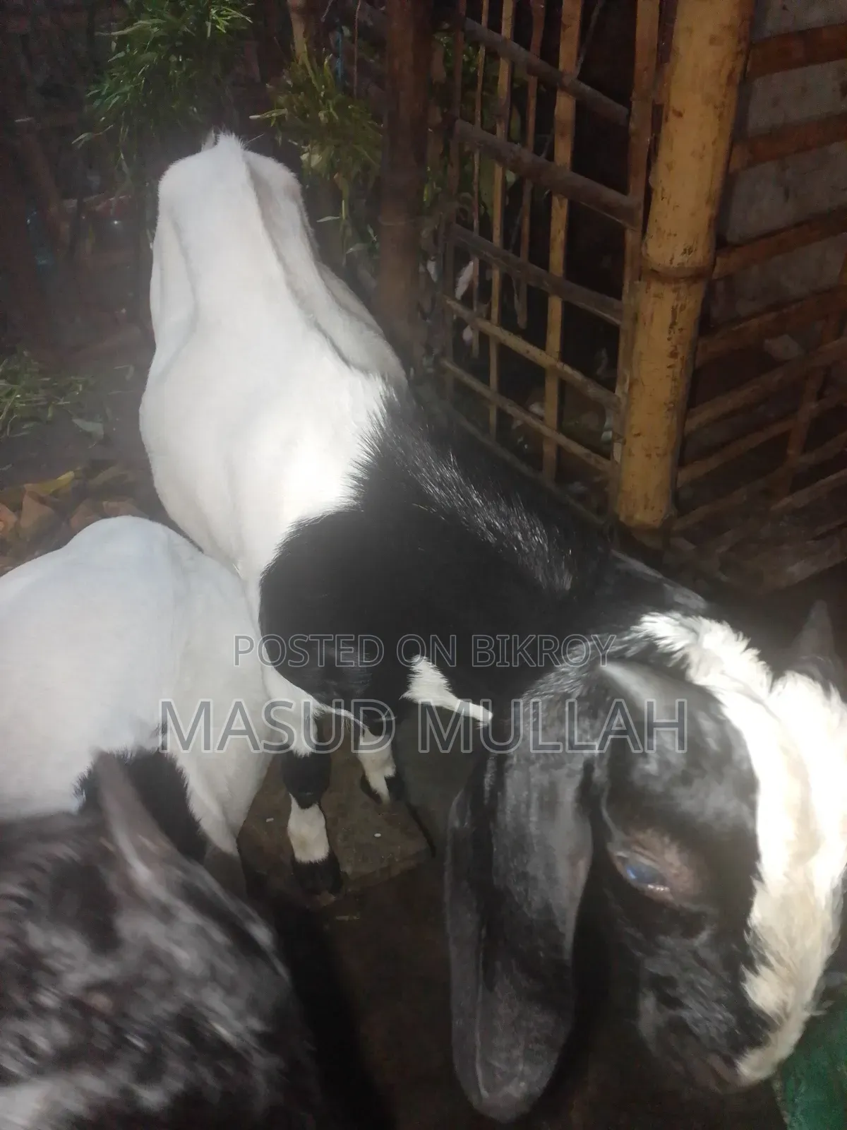 ব্ল্যাক বেঙ্গল মিক্স খাসী ছাগল এক জোড়া
