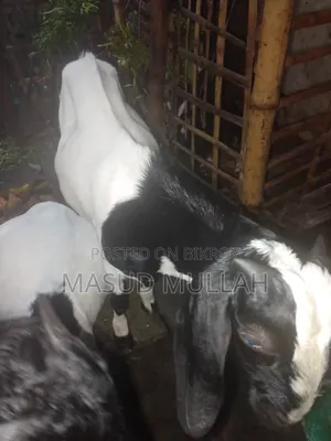 ব্ল্যাক বেঙ্গল মিক্স খাসী ছাগল এক জোড়া