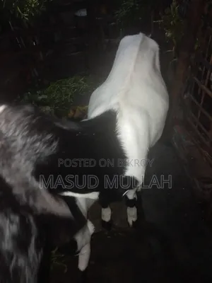 ব্ল্যাক বেঙ্গল মিক্স খাসী ছাগল এক জোড়া