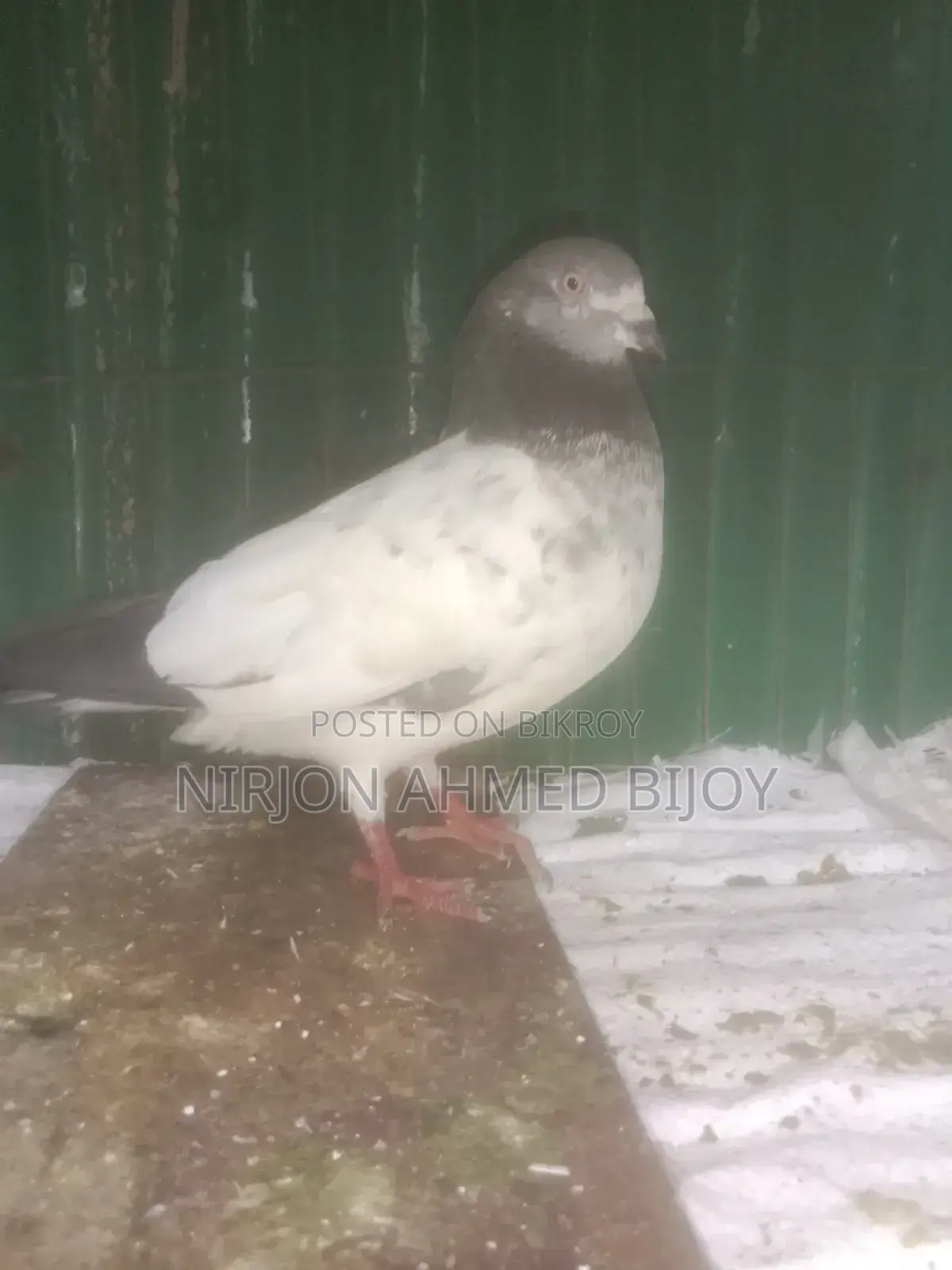 গিরিবাজের একটি নর বিক্রি করা হবে