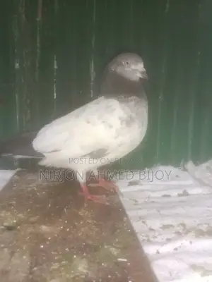 গিরিবাজের একটি নর বিক্রি করা হবে