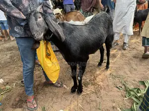 Deshi Goat