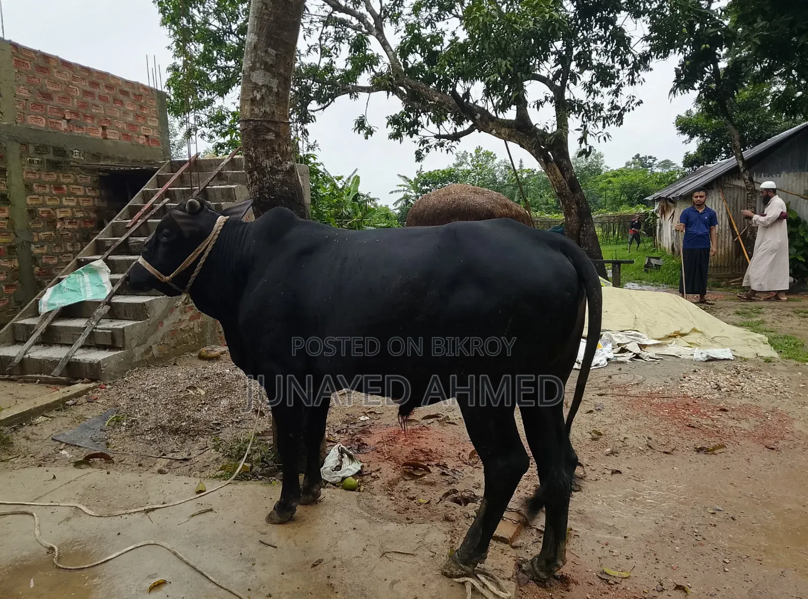 কোরবানির গরু বিক্রি হবে। ঘরোয়াভাবে লালন পালন করা