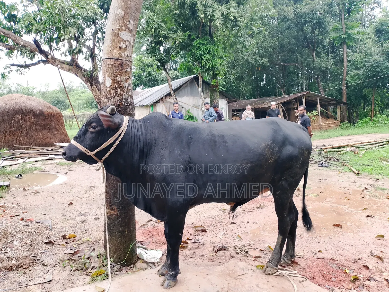 কোরবানির গরু বিক্রি হবে। ঘরোয়াভাবে লালন পালন করা