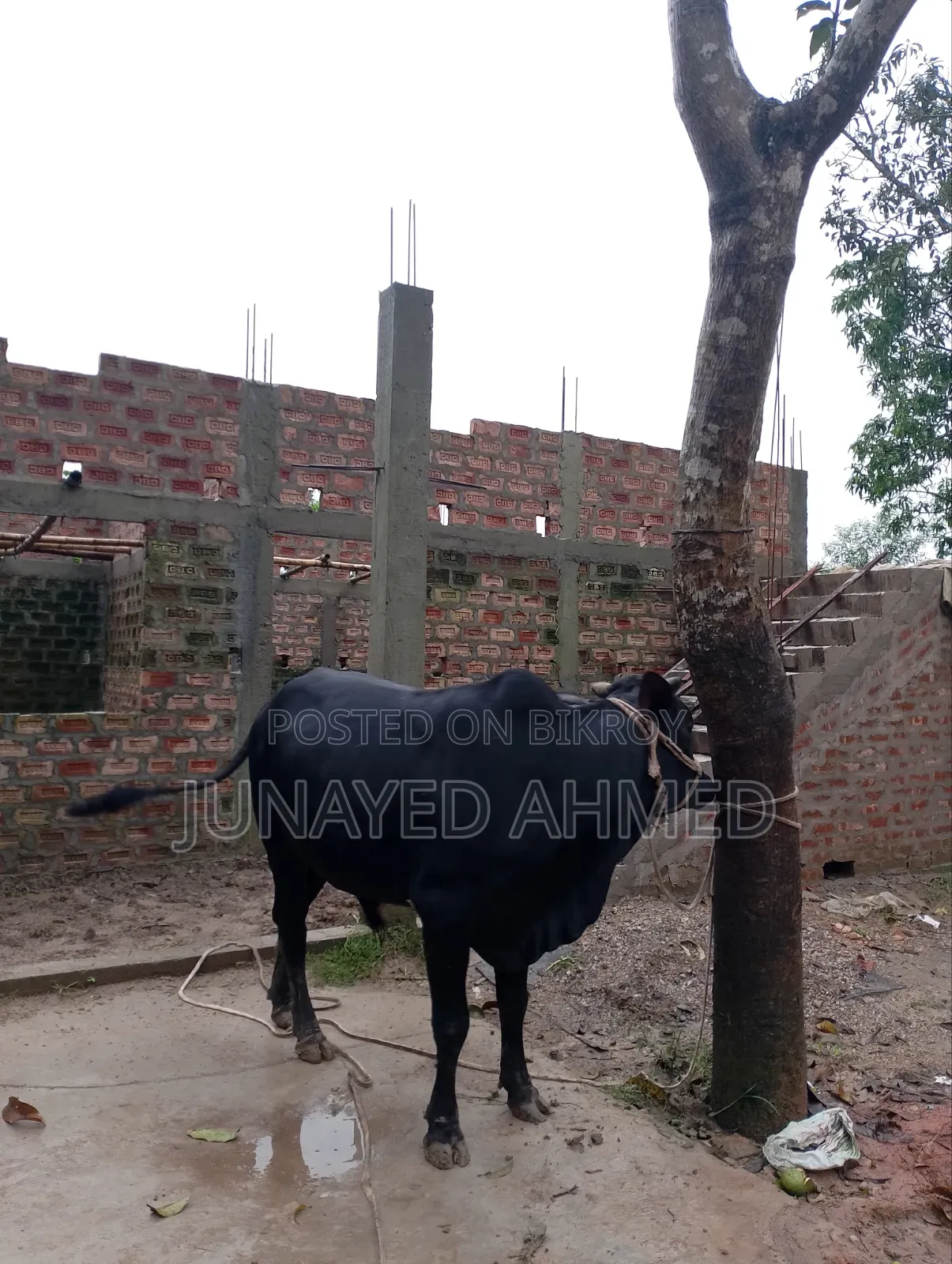কোরবানির গরু বিক্রি হবে। ঘরোয়াভাবে লালন পালন করা