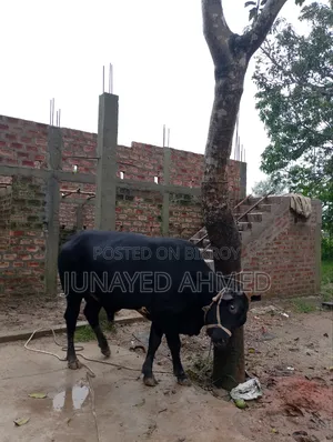 কোরবানির গরু বিক্রি হবে। ঘরোয়াভাবে লালন পালন করা