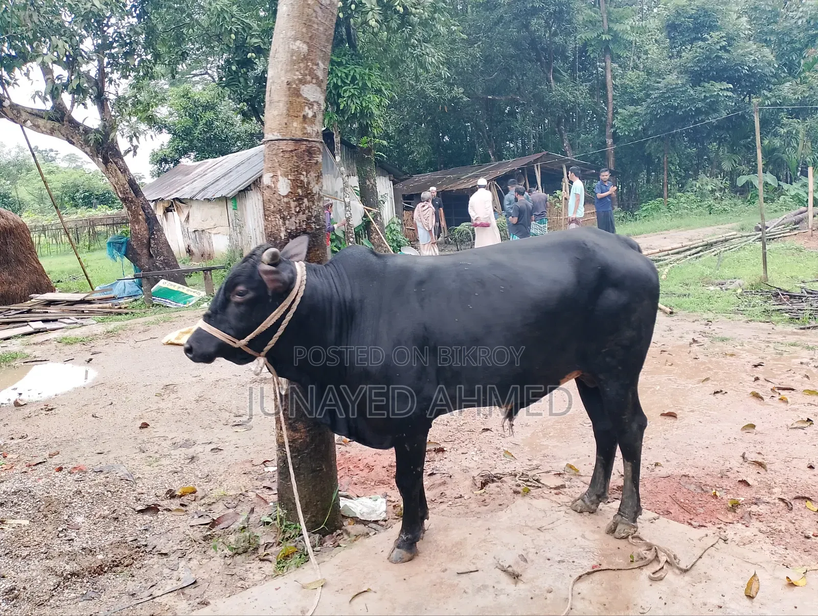 কোরবানির গরু বিক্রি হবে। ঘরোয়াভাবে লালন পালন করা