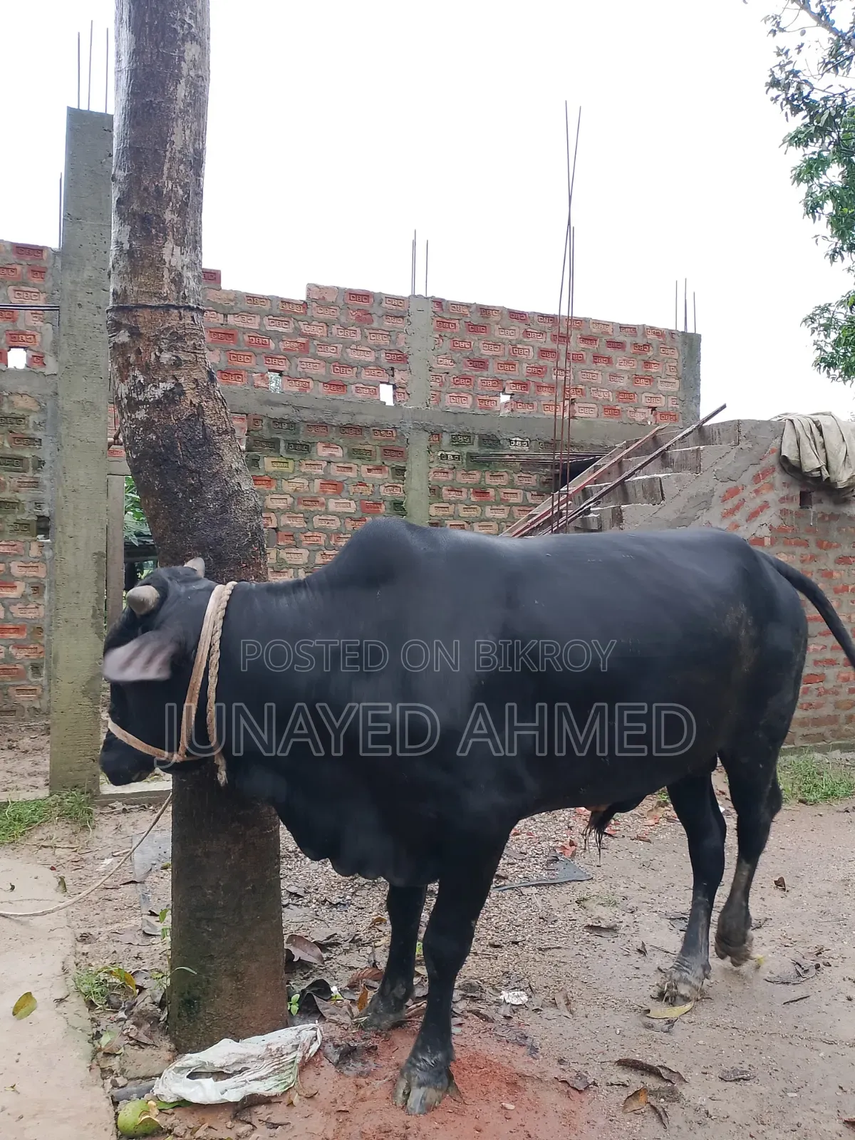 কোরবানির গরু বিক্রি হবে। ঘরোয়াভাবে লালন পালন করা