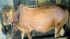 সাহিওয়াল ষাঁড় গরু