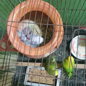 বাজিগর পাখি