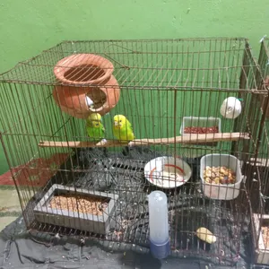 বাজিগর পাখি