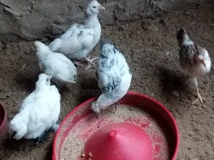 সৌখিন মুরগী