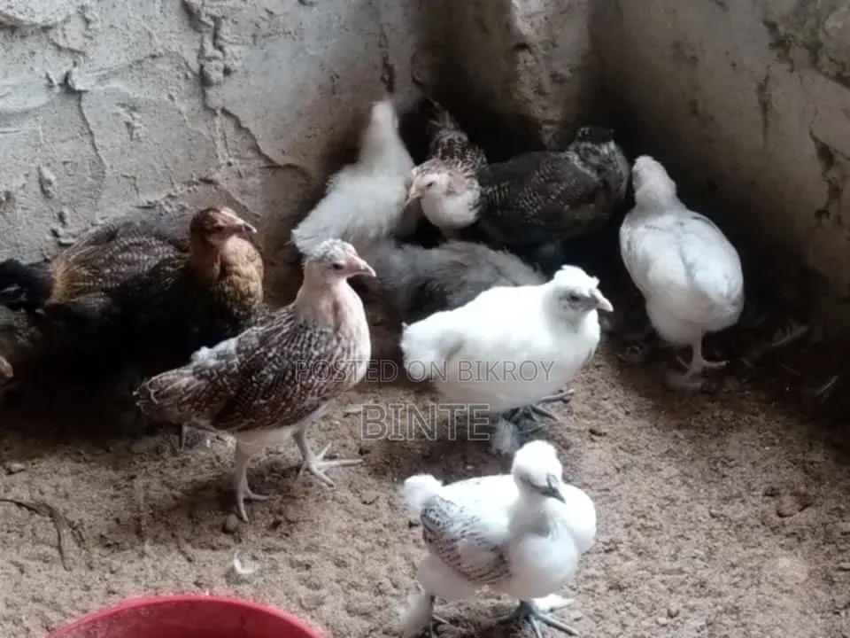 সৌখিন মুরগী