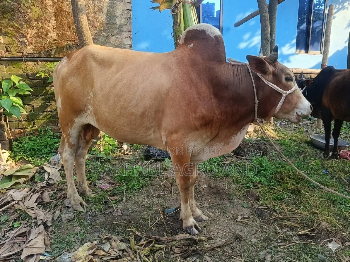Pakra Ox For Qurabni