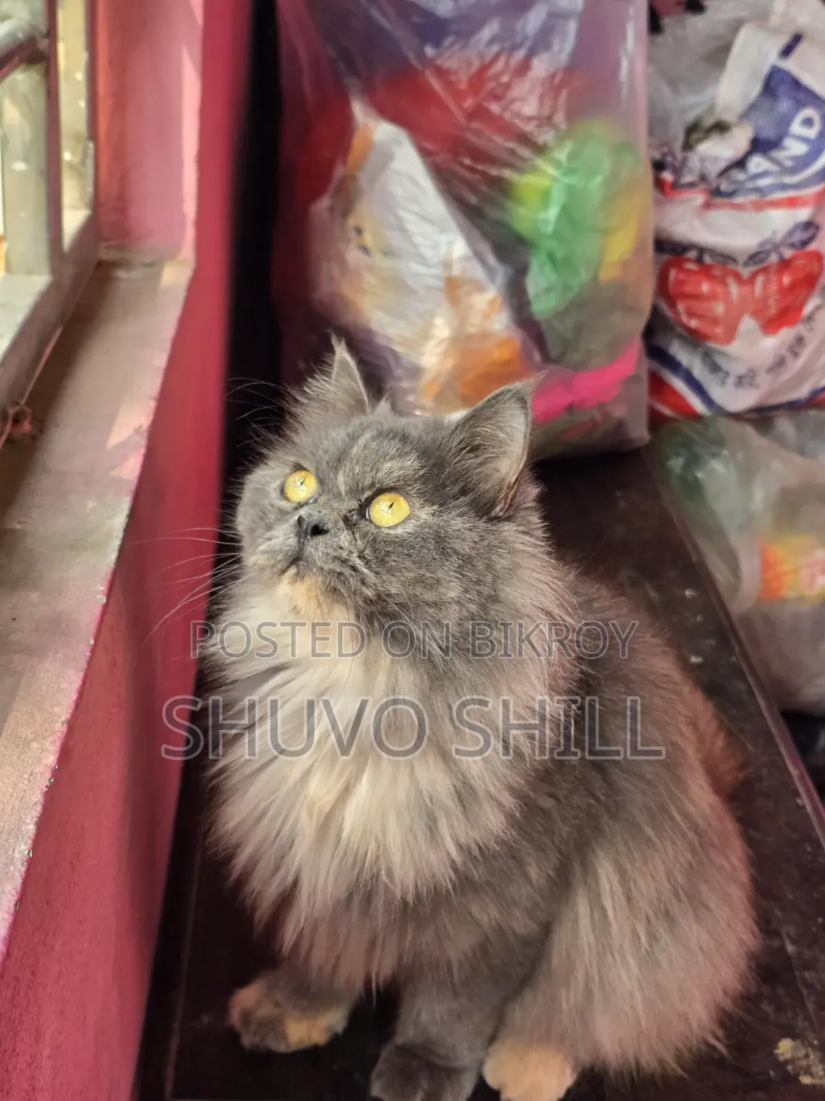 1+ Year Female Purebred Persian Cat