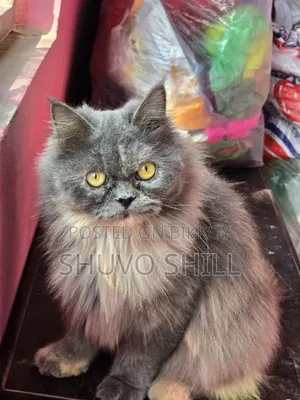 1+ Year Female Purebred Persian Cat