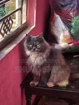 1+ Year Female Purebred Persian Cat