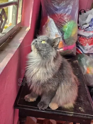 1+ Year Female Purebred Persian Cat