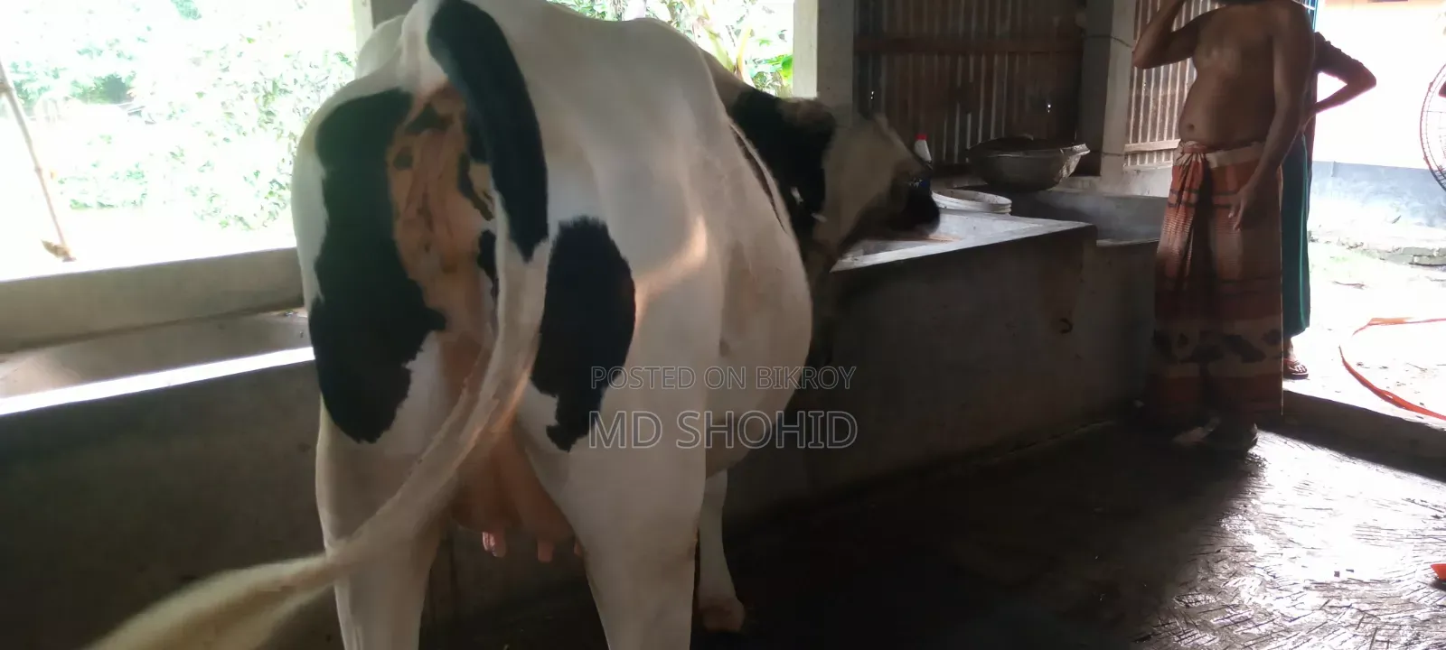 ফ্রিজিয়ান গরু ১০০%