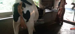 ফ্রিজিয়ান গরু ১০০%