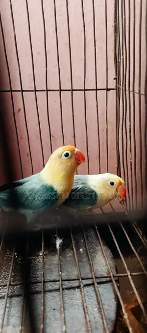 Love Bird