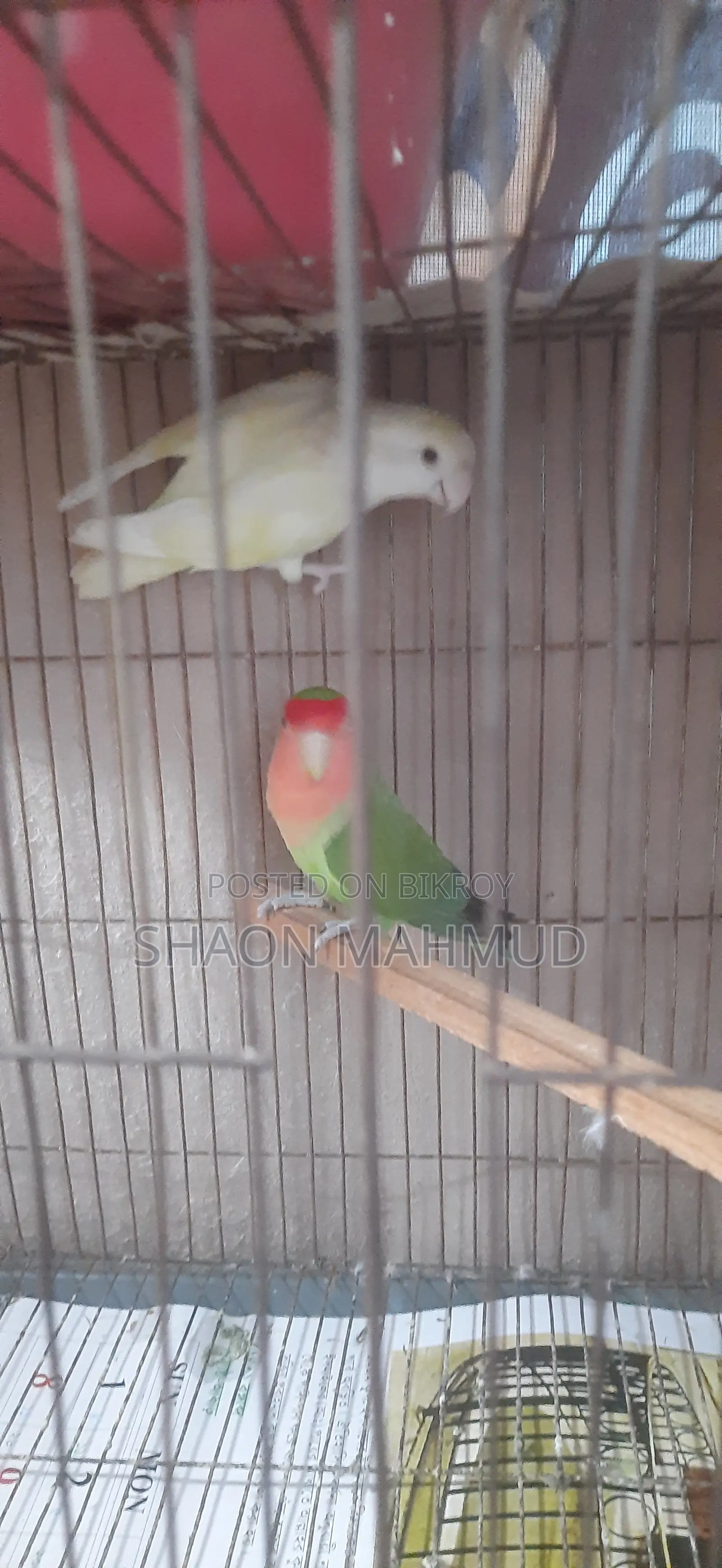 Lovebird Pair