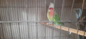Lovebird Pair