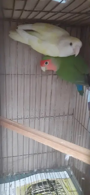 Lovebird Pair