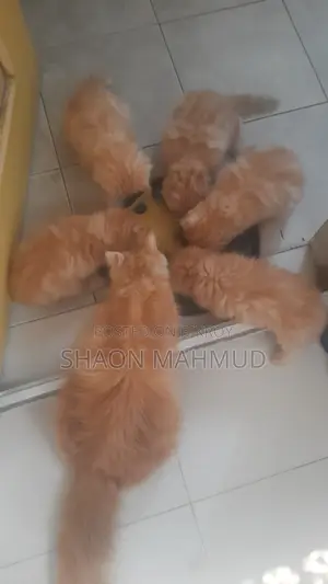 1-3 Months Male Purebred Persian