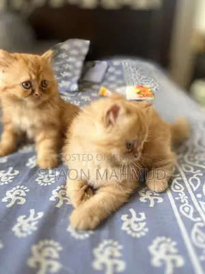 1-3 Months Male Purebred Persian