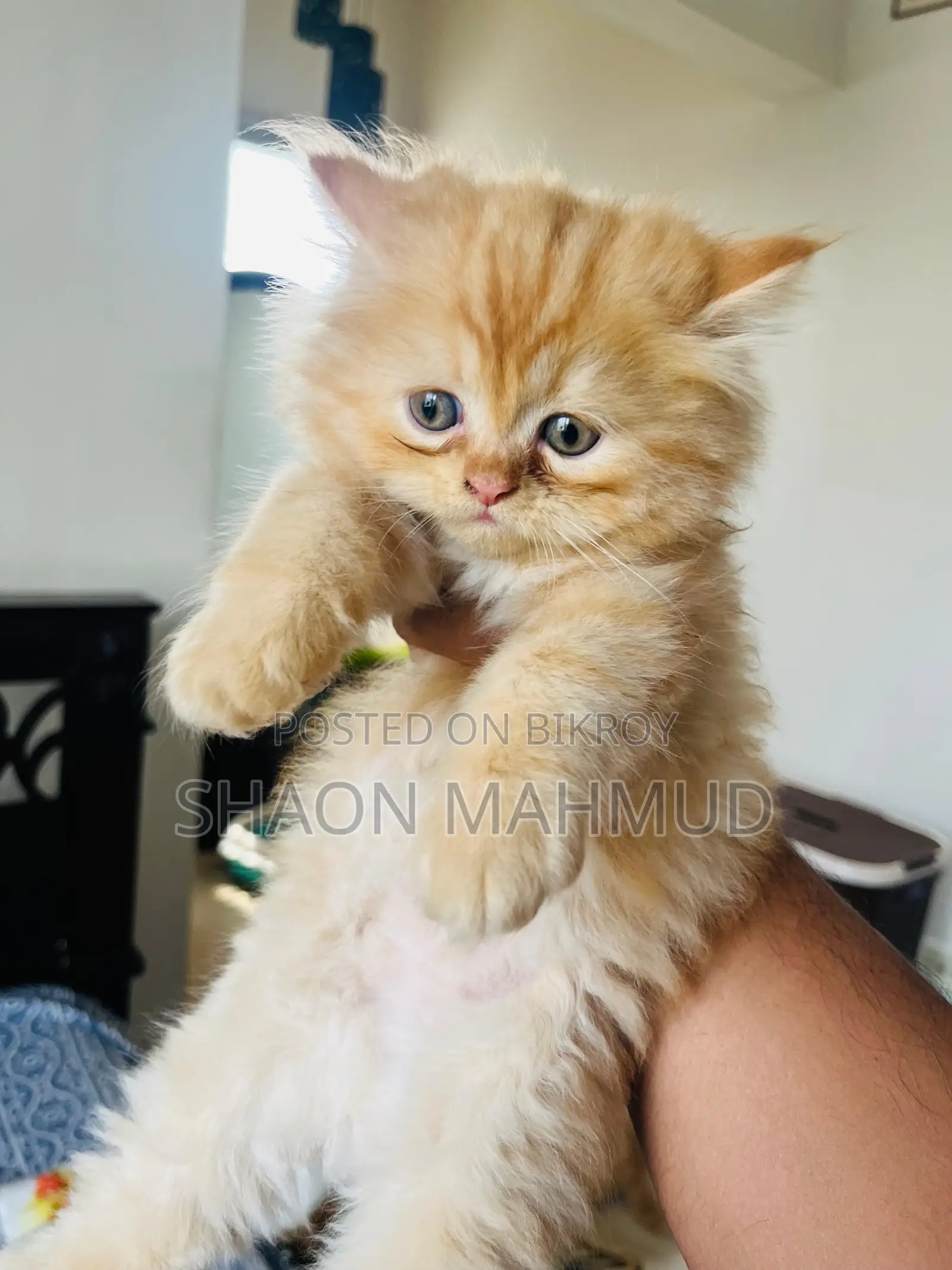 1-3 Months Male Purebred Persian