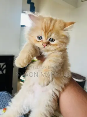 1-3 Months Male Purebred Persian