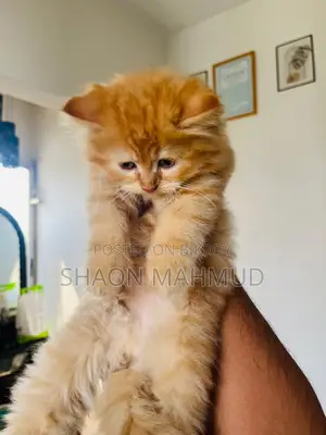 1-3 Months Male Purebred Persian