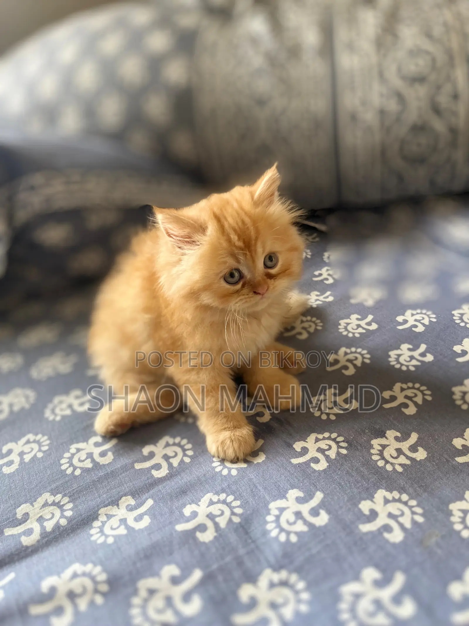 1-3 Months Male Purebred Persian