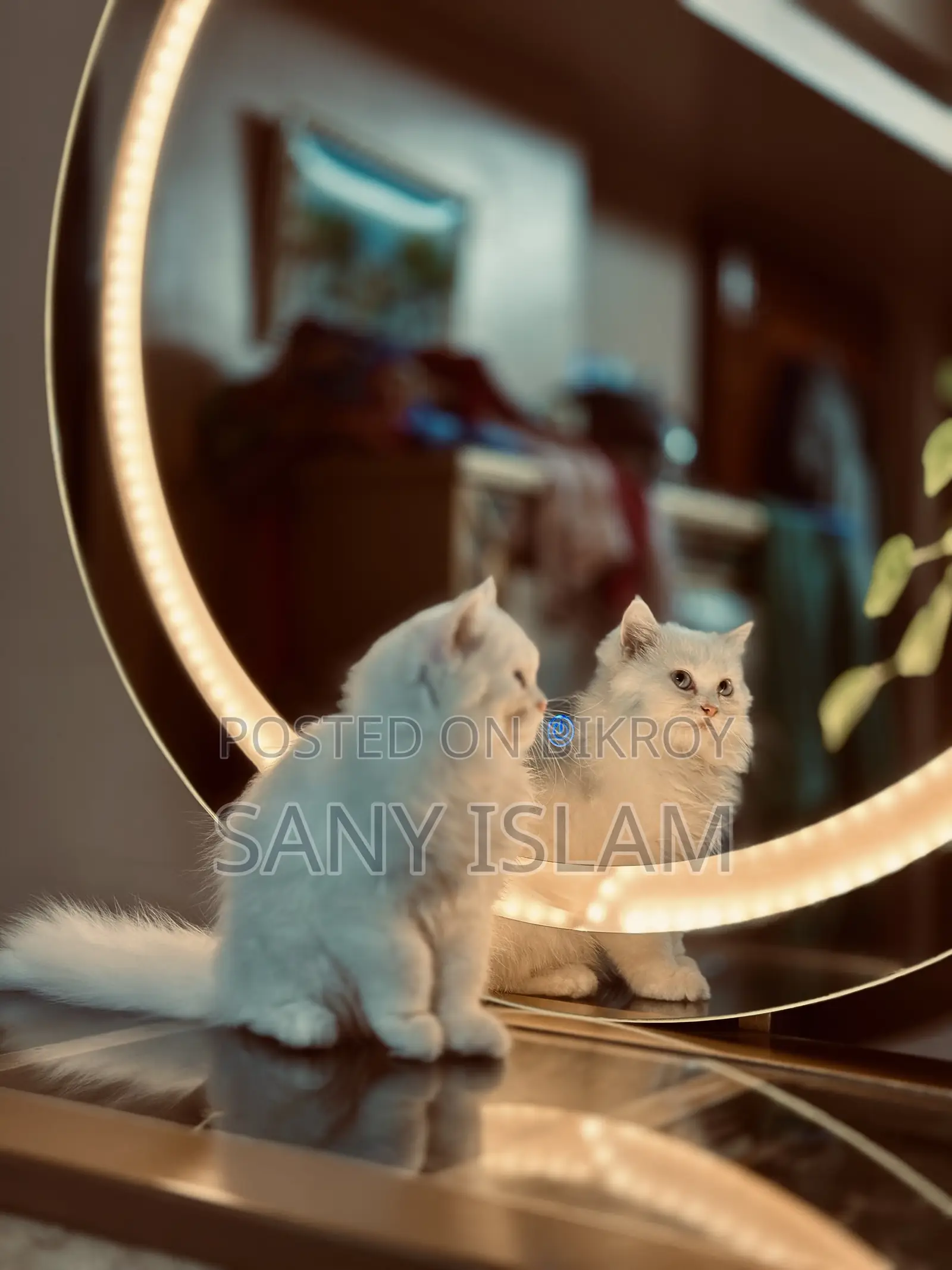 3-6 Months Female Purebred Persian