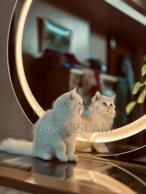 3-6 Months Female Purebred Persian