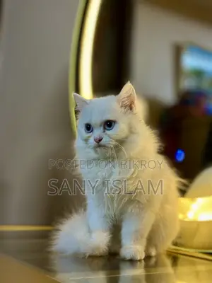 3-6 Months Female Purebred Persian