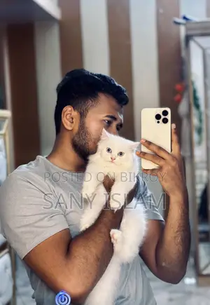 3-6 Months Female Purebred Persian