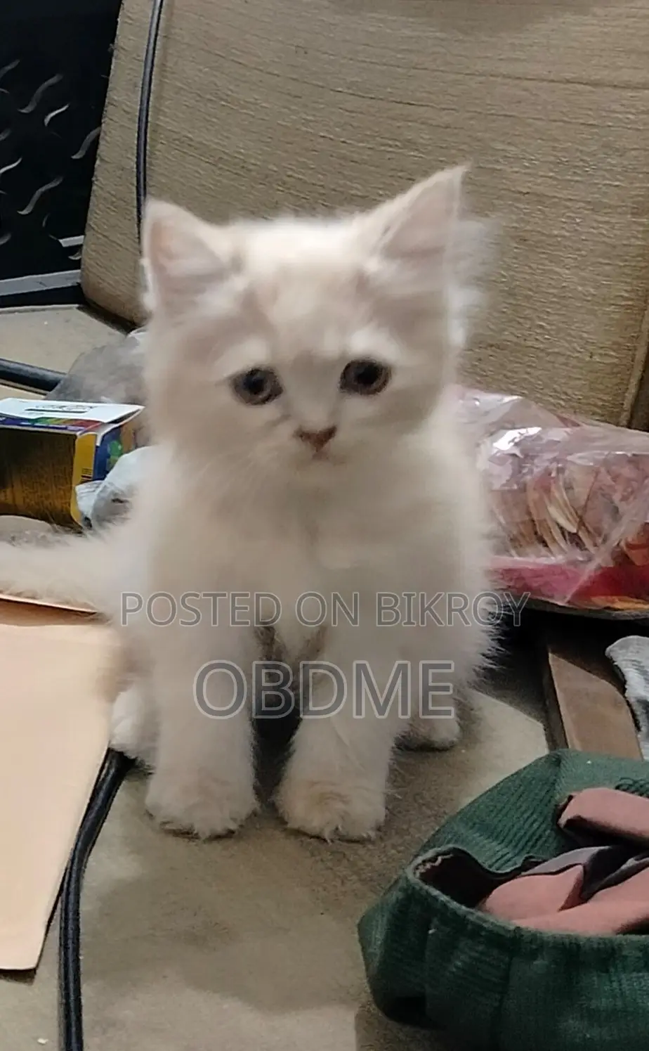 1-3 Months Female Purebred Persian
