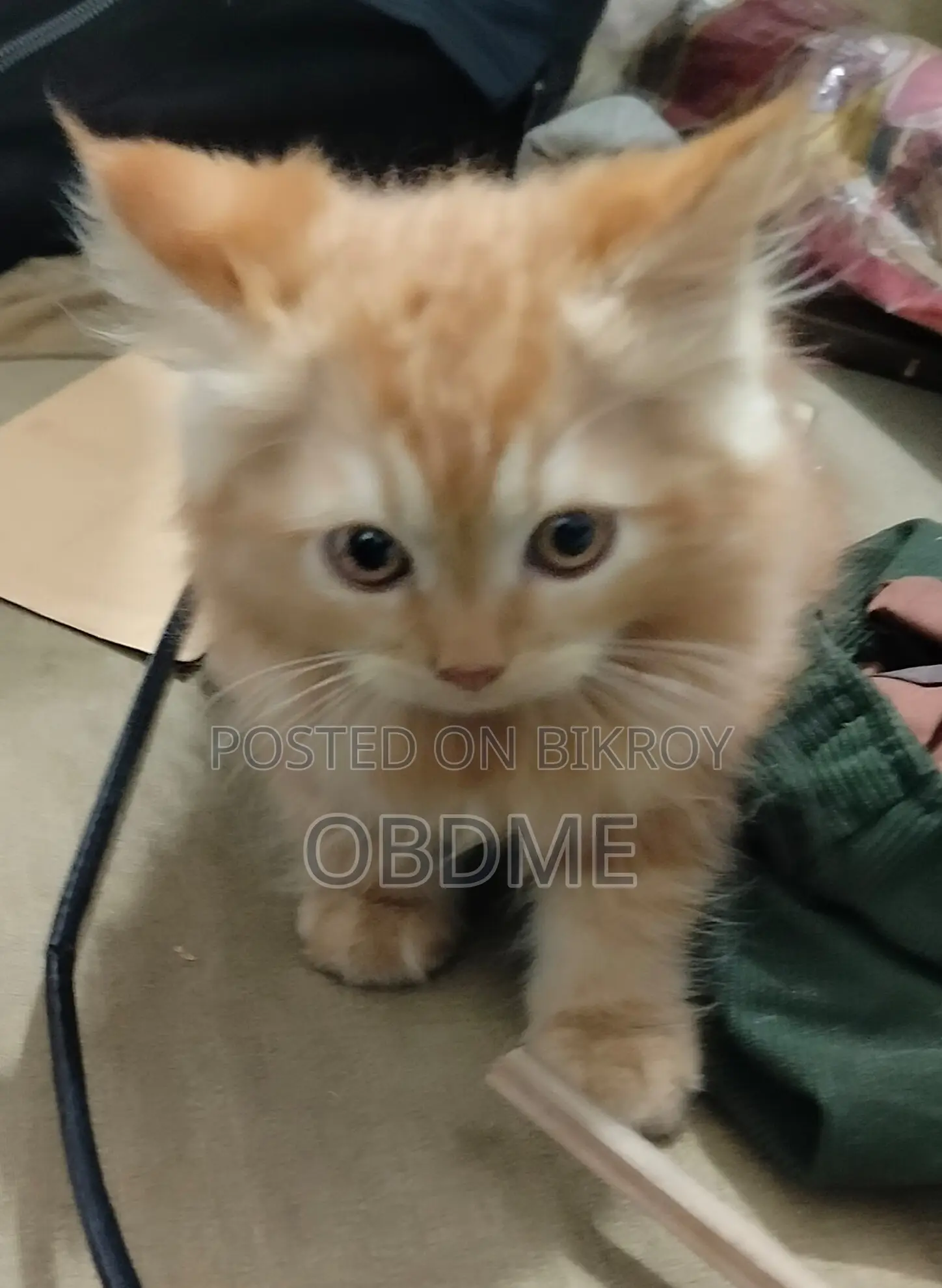 1-3 Months Female Purebred Persian