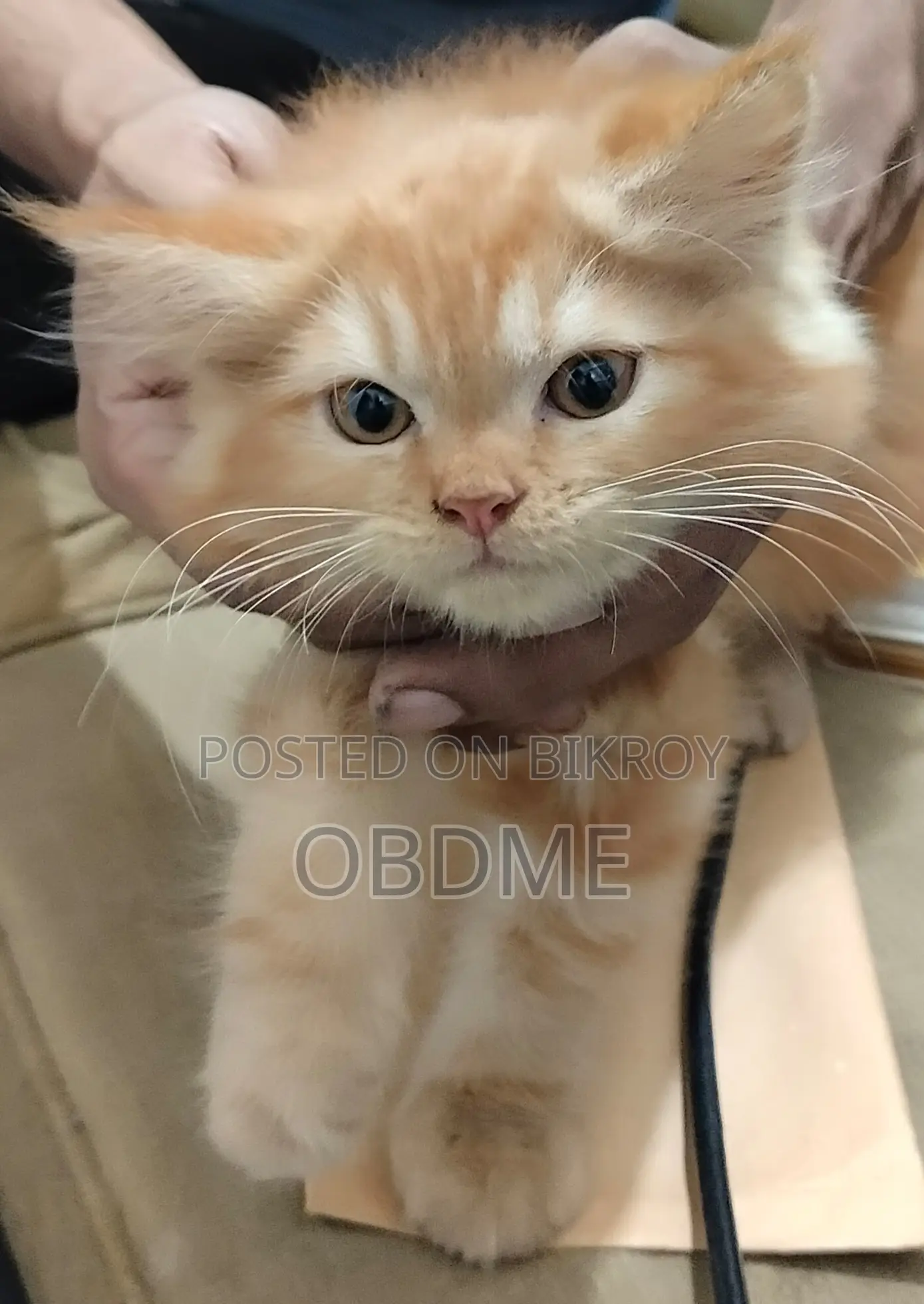 1-3 Months Female Purebred Persian