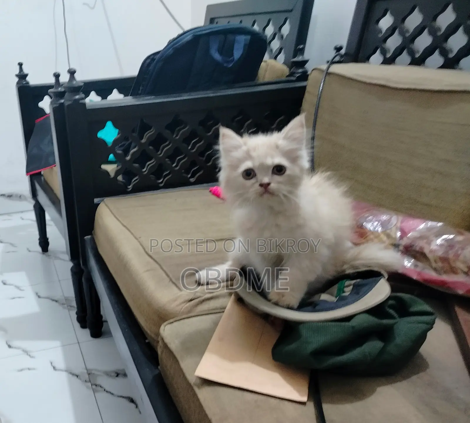 1-3 Months Female Purebred Persian