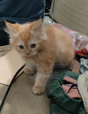 1-3 Months Female Purebred Persian