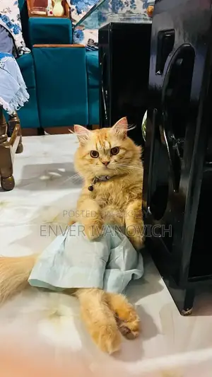 1+ year Male Purebred Persian