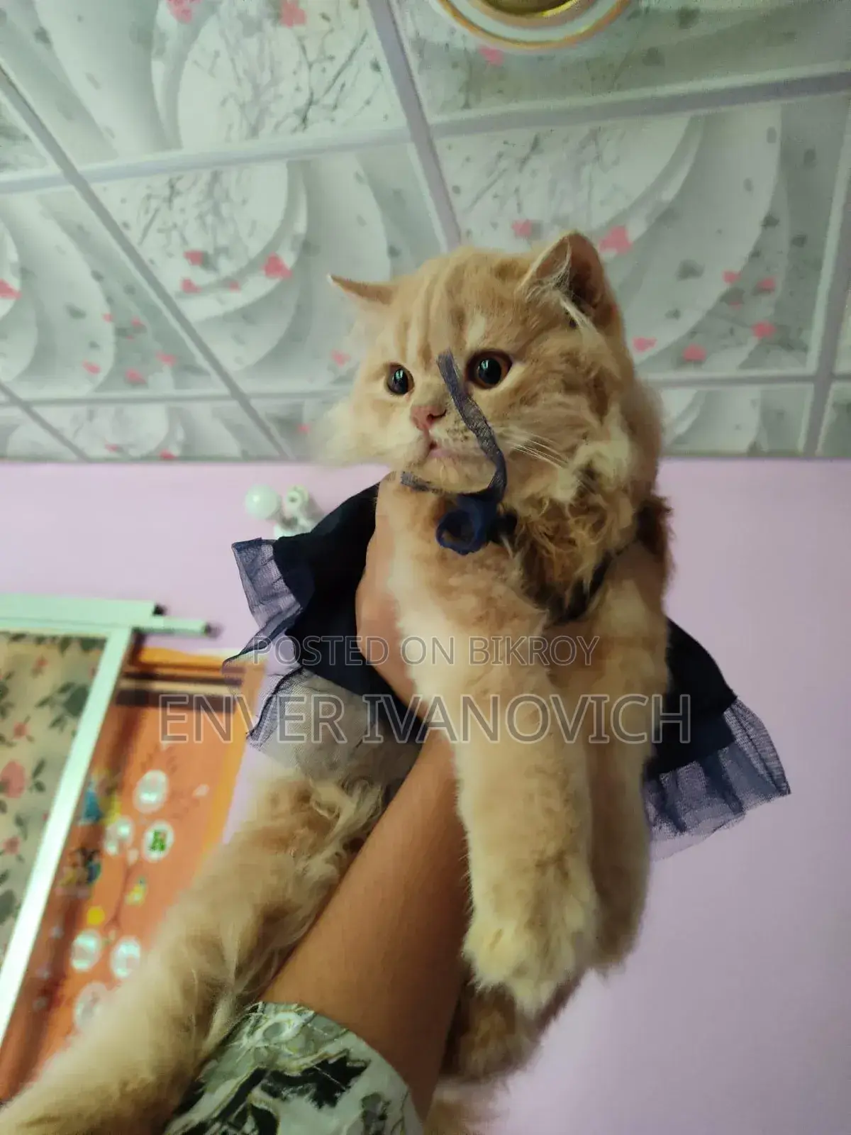 1+ year Male Purebred Persian