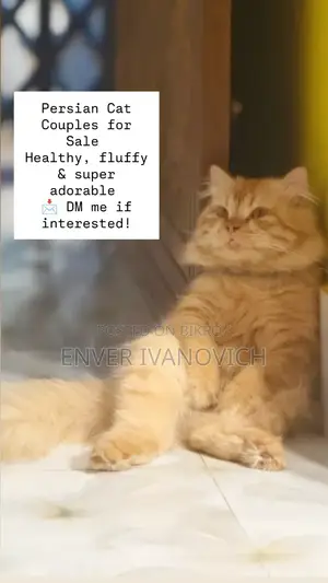 1+ year Male Purebred Persian